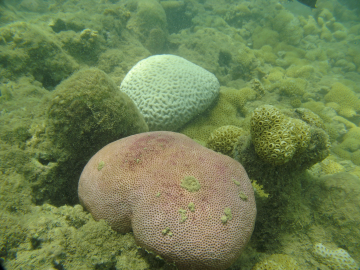Crédito Projeto Coral Vivo - branqueamento-coral-anosanteriores- no Recife de Fora03