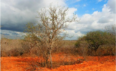 caatinga