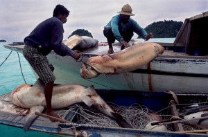 (Imagem: Sharkwater/ Divulgação)