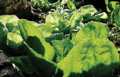 economia verde3