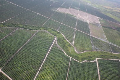 Plantação de palmas em meio a floresta tropical em Bornéu, Indonésia. Foto de glennhurowitz/Flickr