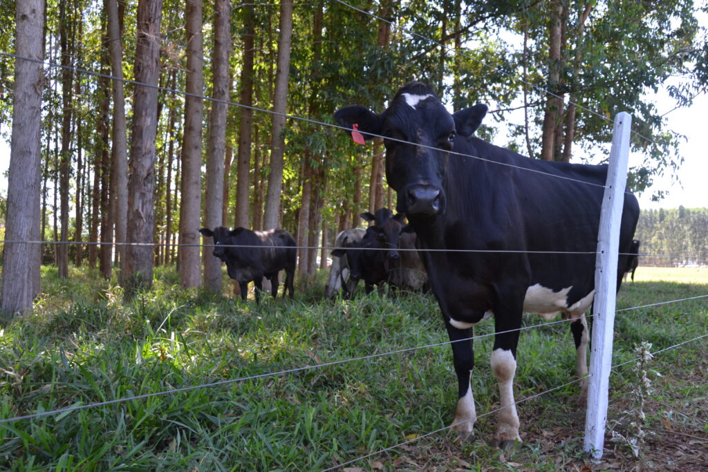 ILPF na Fazenda Santa Brígida. Foto: Gustavo Porpino/Divulgação